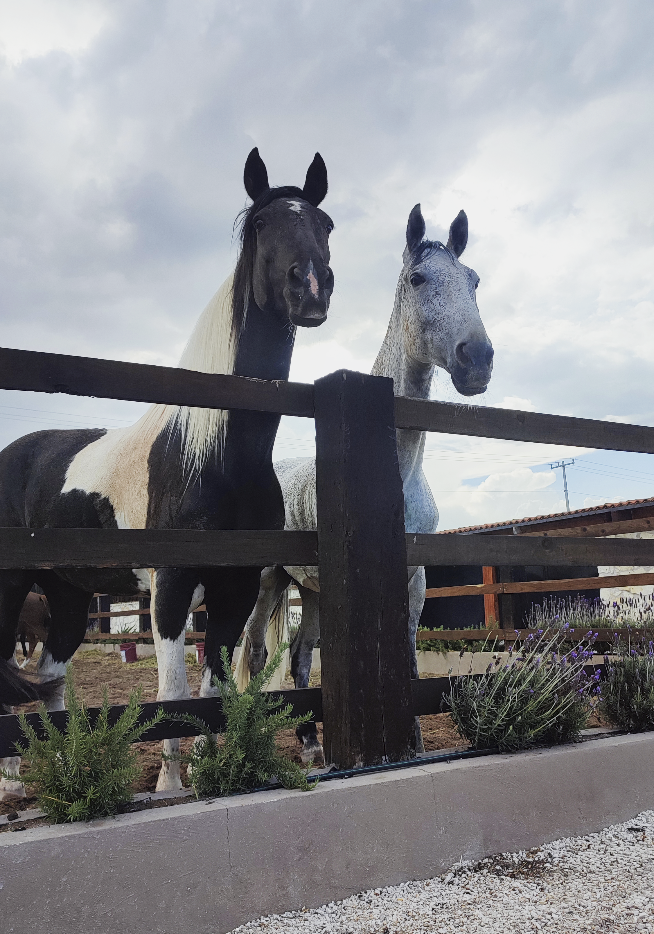 Caballos en Mata de Uva